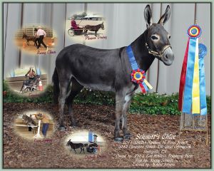 Schmitt's Chloe, Champion High Point Miniature In-Hand Jennet in Tennessee!